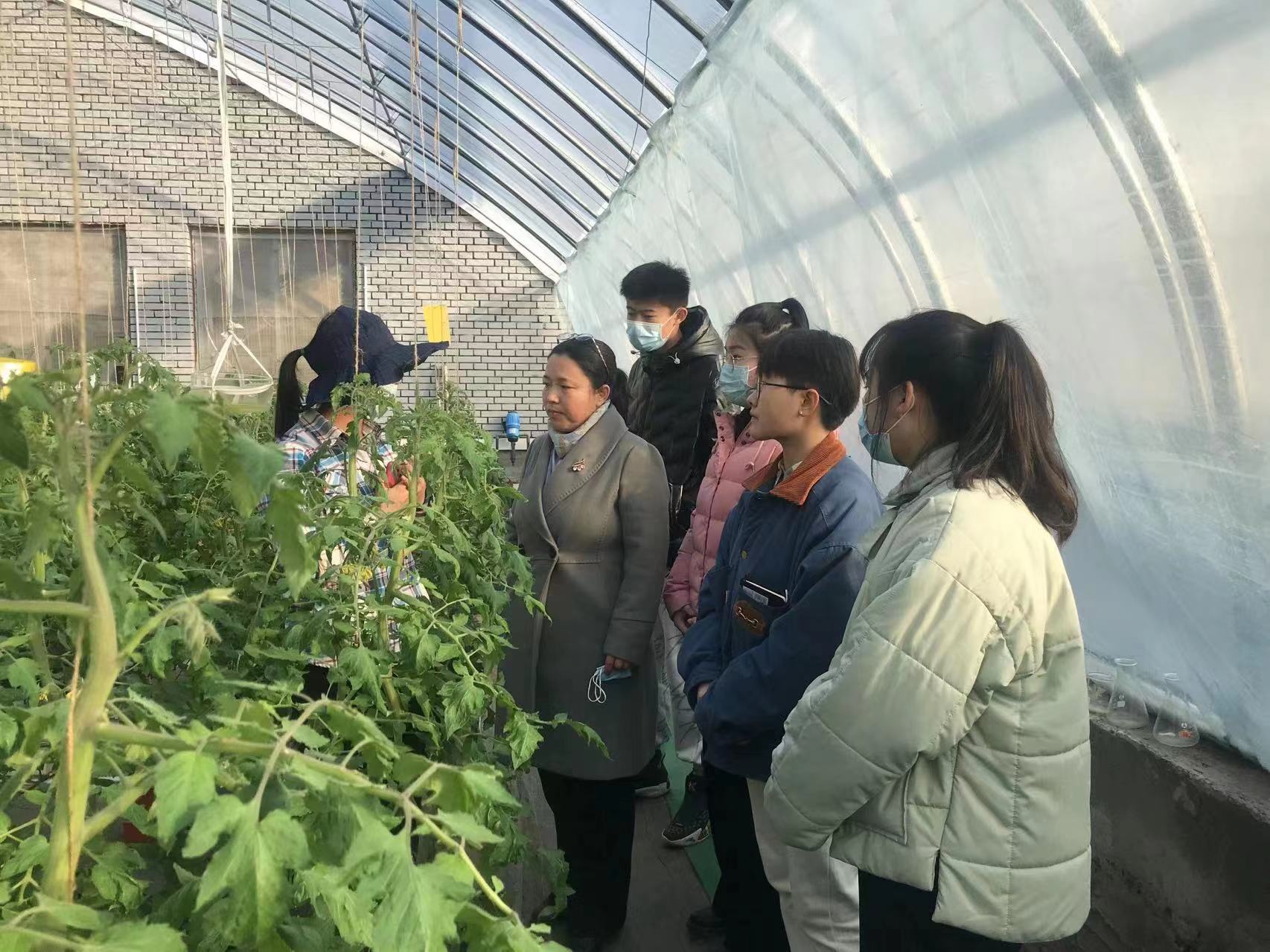 河北农业大学： 拓展“太行山道路” 农业创新驿站助力乡村振兴_fororder_高洪波教授对番茄品种和栽培生产问题进行现场教学