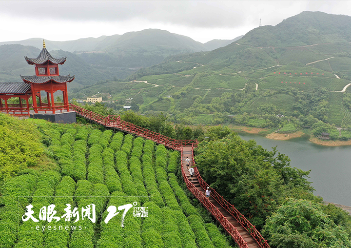 做好制茶技艺传承助力茶旅融合！都匀毛尖香沁心脾
