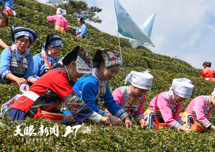 做好制茶技艺传承助力茶旅融合！都匀毛尖香沁心脾