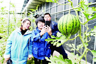 七台河新兴区红胜村元宝西瓜开园啦