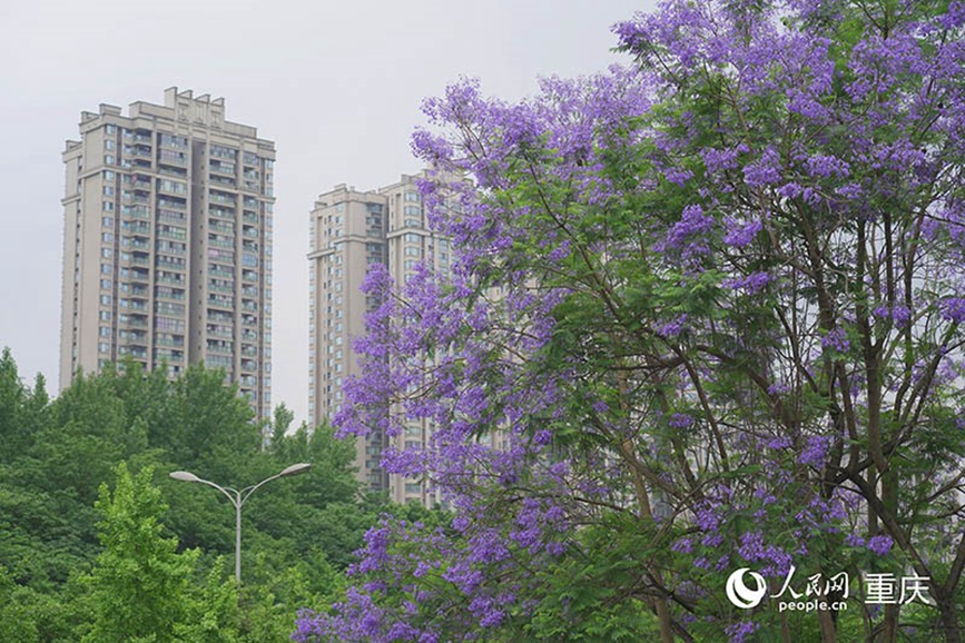 重庆街头蓝花楹盛放 成片花海扮靓城市