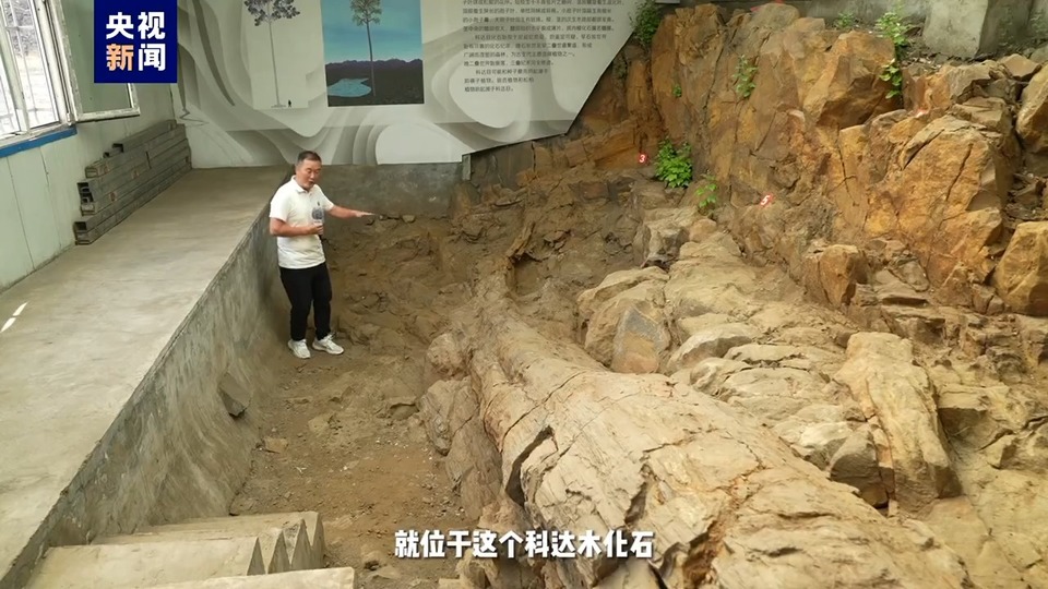 撞脸巧克力脆筒 3.1亿年前鳞木类化石长这样_fororder_21