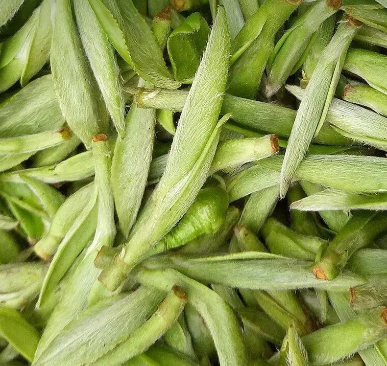 朱虹 龙溪虎：永新白茶 独具四香