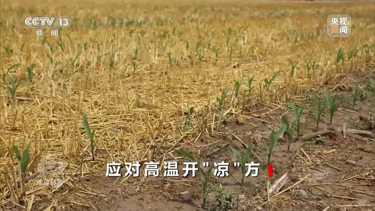 焦点访谈丨本轮高温还将持续多久？各地有何解暑“凉”方