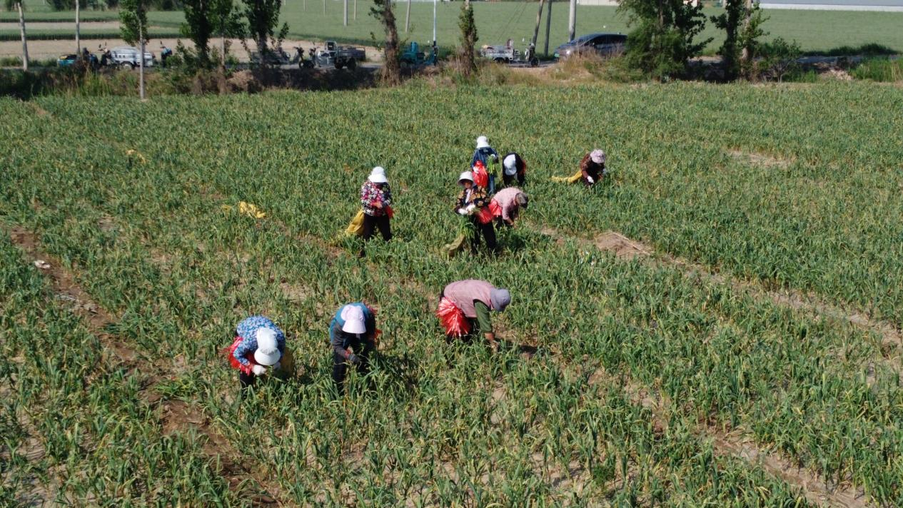 河北东光：蒜薹喜丰收 农民稳增收_fororder_图片 4