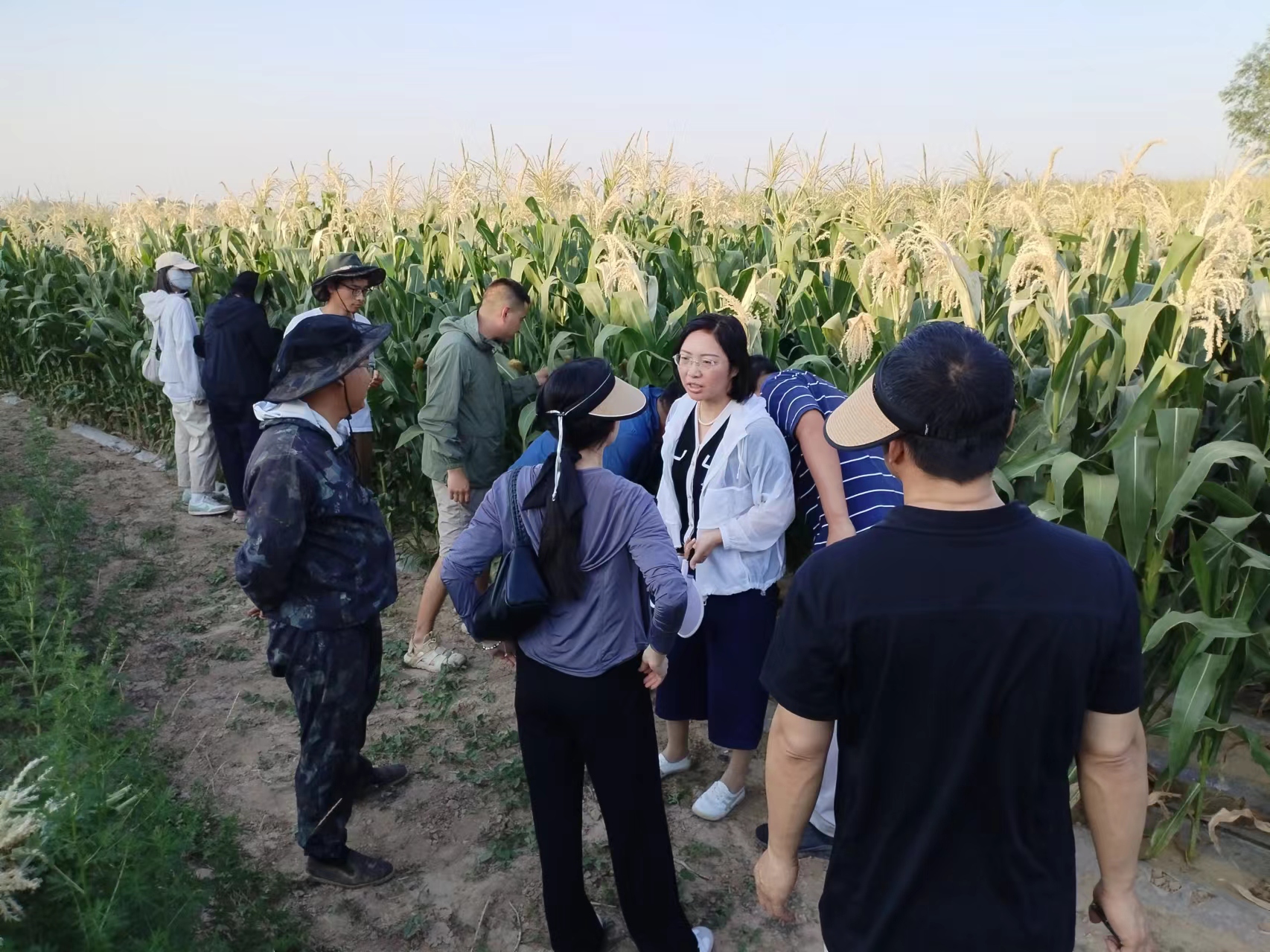 赋能新质生产力 描绘农业新“丰”景 中国农大科技特派团深入徐水区指导农业生产_fororder_中国农大科技特派团长王晓丹教授到德力基地查看玉米长势