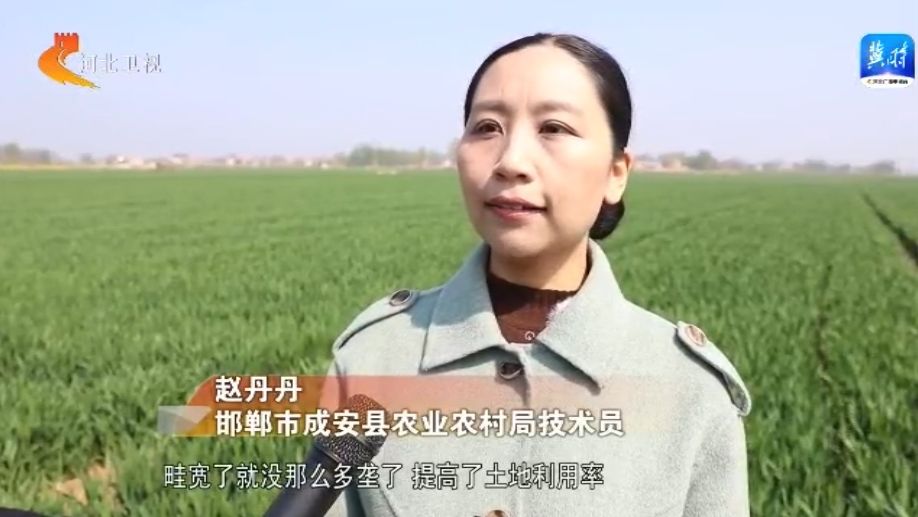 河北：科技种粮提单产 夏粮有望再丰收