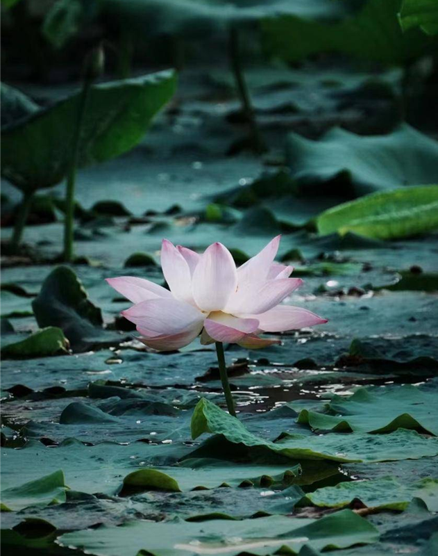 武汉经开区：荷花盛放 夏意满塘