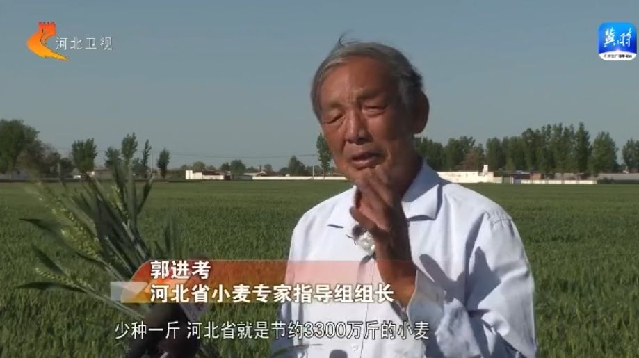 河北：科技种粮提单产 夏粮有望再丰收