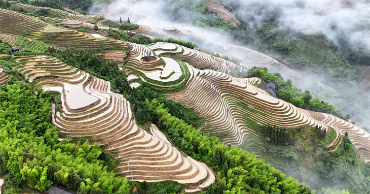 广西龙胜：初夏梯田 景色如画_fororder_图片4