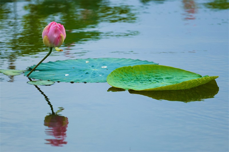 泰安东平湖：仲夏时节 荷花盛开醉游人