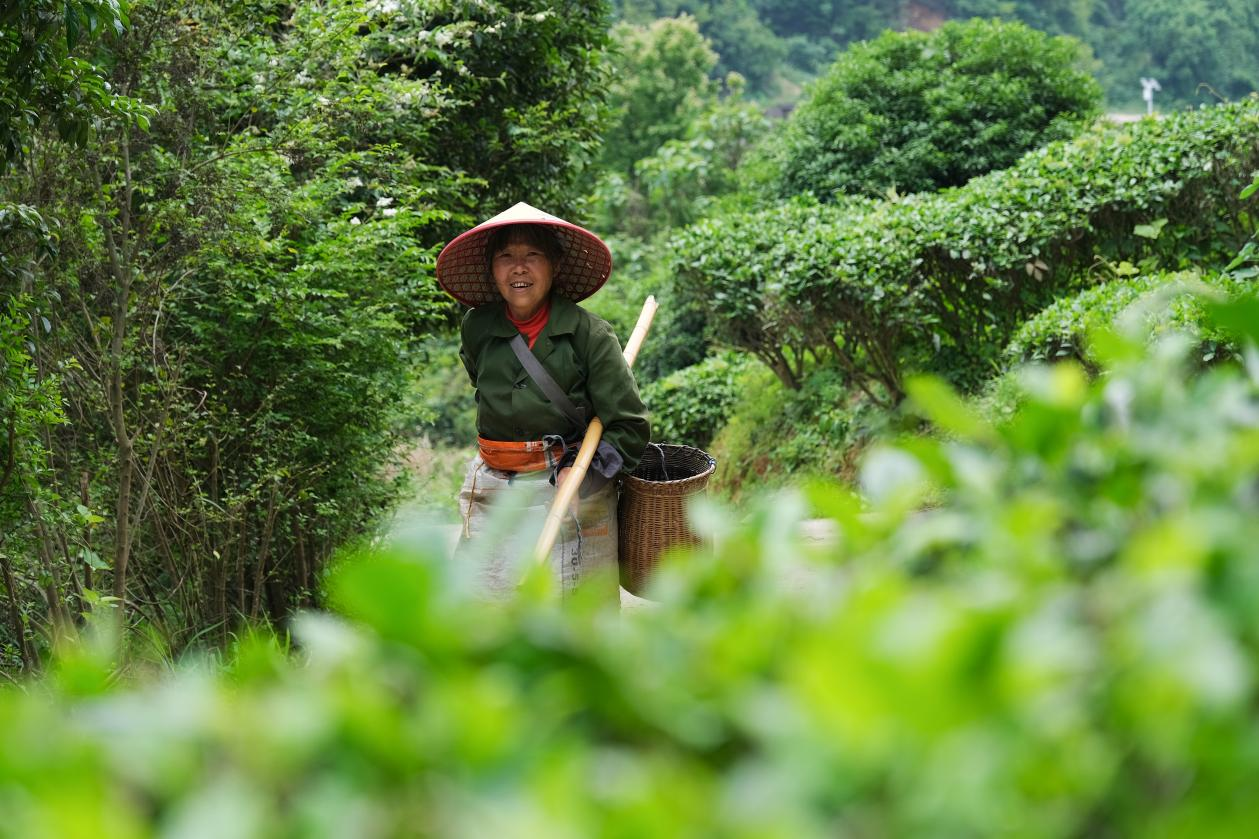 近观｜茶香醇厚意悠长