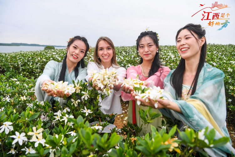 【江西是个好地方】中华医药樟树行：千亩栀子花盛开 结出振兴“黄金果”_fororder_12