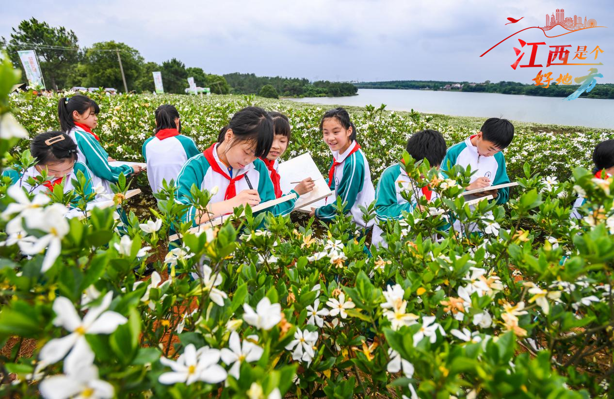 【江西是个好地方】中华医药樟树行：千亩栀子花盛开 结出振兴“黄金果”_fororder_13