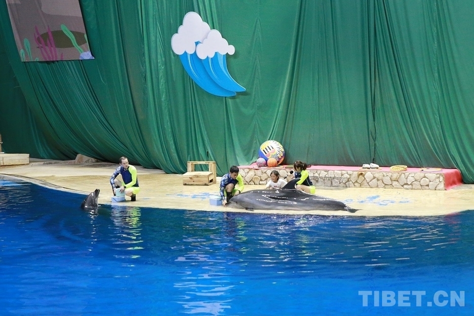 从雪域高原到丛林深海：西藏少年们的奇趣之旅