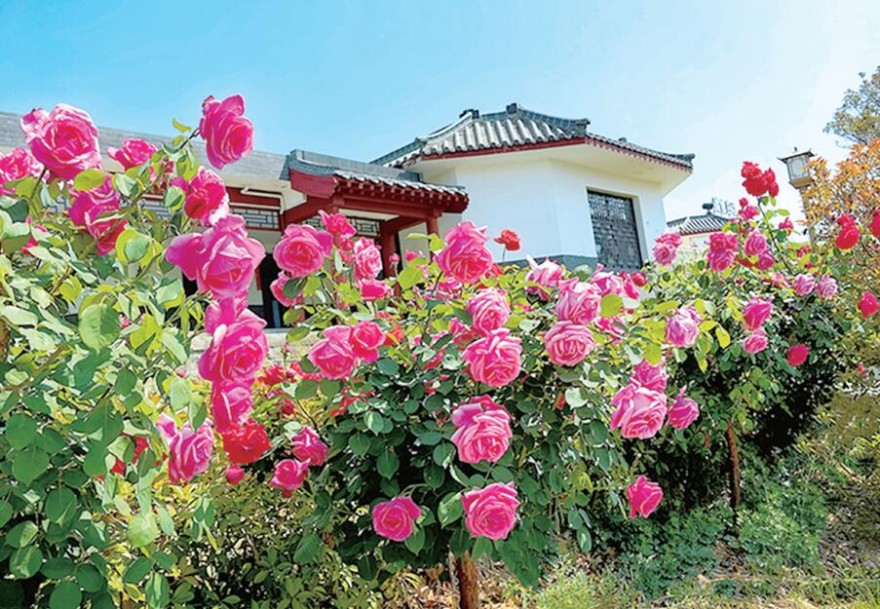 天下泰山丨繁花满园 诗意盎然