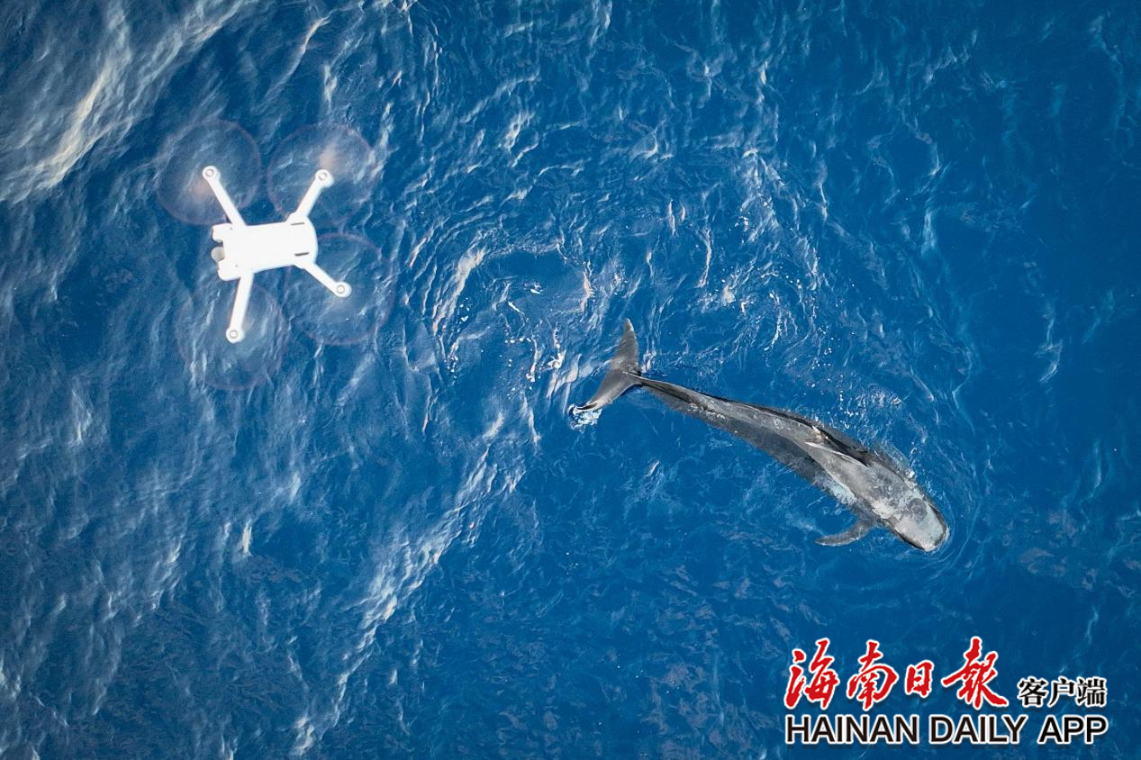 搁浅短肢领航鲸“海棠”重归大海！_fororder_2c925c678e664b4e018fb2f5cad5558d