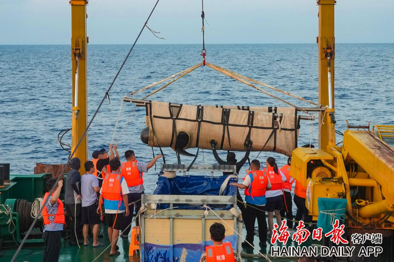 搁浅短肢领航鲸“海棠”重归大海！_fororder_2c925c668e664428018fb2f5c58a5399