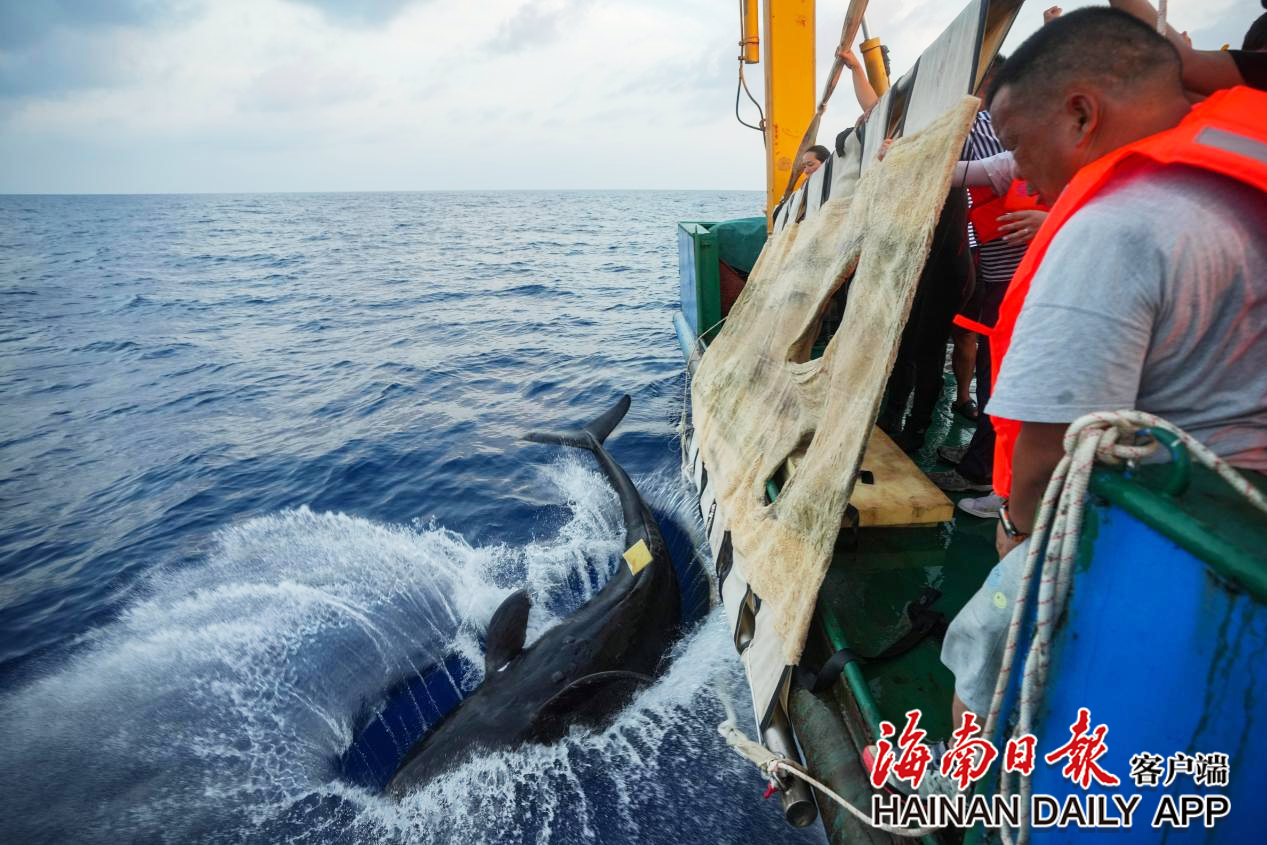 搁浅短肢领航鲸“海棠”重归大海！_fororder_2c925c678e664b4e018fb2ffeb8e5597