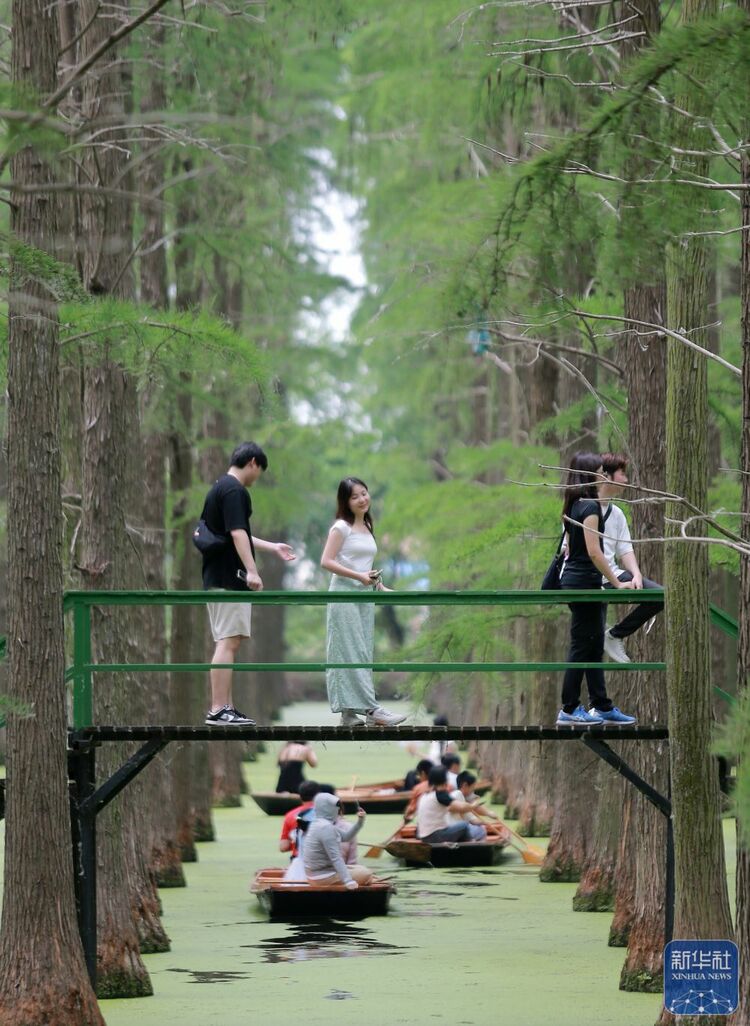 江苏扬州：“水上森林”享清凉_fororder_c38ef21b640747b682d17d703cc3315a