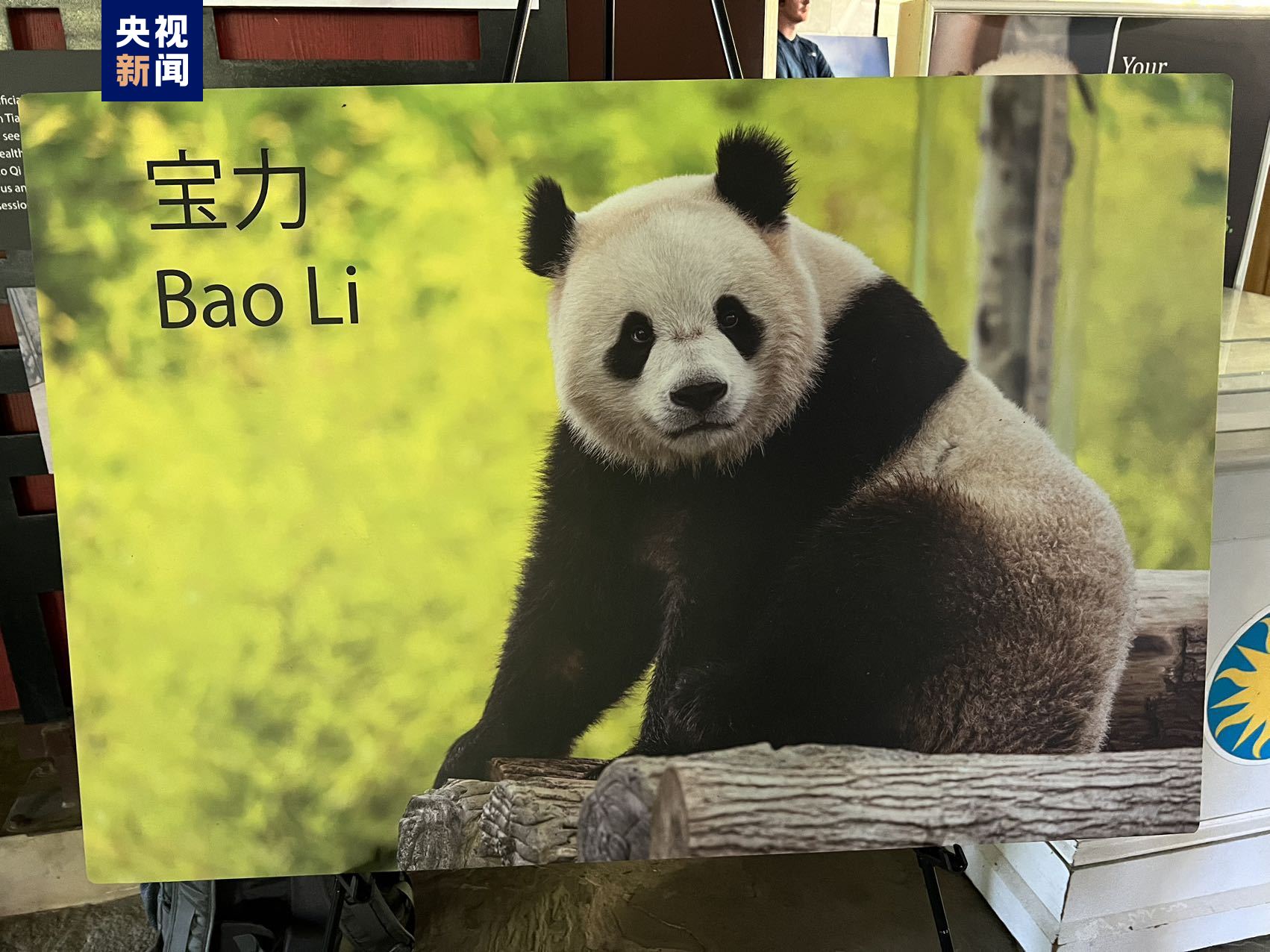 新友谊特使即将上任 大熊猫“宝力”“青宝”将赴美