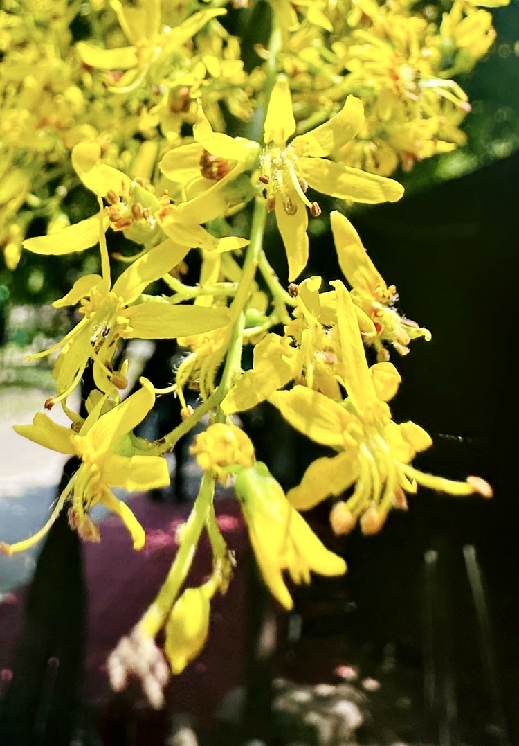 栾树花开，一起来天津梨木台看“夏花绚烂”_fororder_5