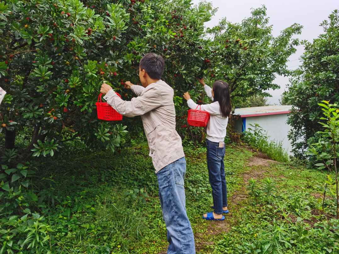 发耳杨梅，扬“梅”吐气！