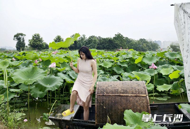 湖南长沙市开福区：5000亩荷花“映”出一田夏意等你来打卡_fororder_db5015a3e82968bae20fba63a8c986dcwatermark1668278623ad21