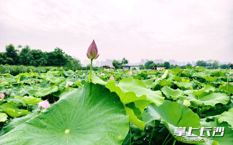 湖南长沙市开福区：5000亩荷花“映”出一田夏意等你来打卡_fororder_617e5ec6a8e04a097a04a53c0d757869watermark166827851ba626