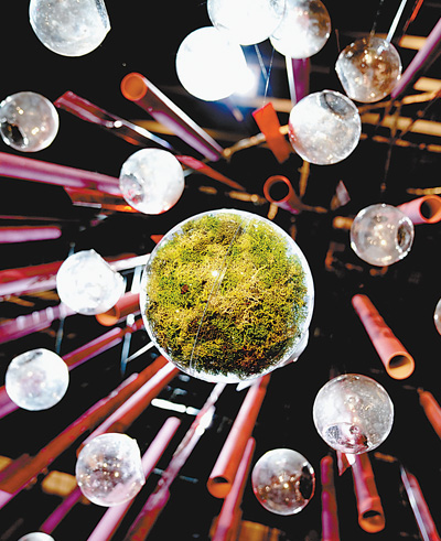 蕨苔芳华