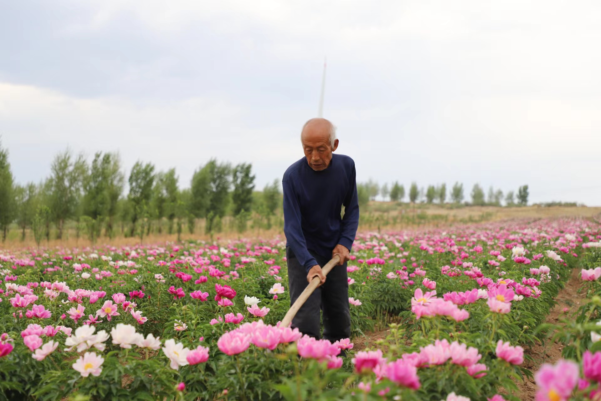 芍药供不应求 “美丽经济”如此绽放_fororder_芍药_3