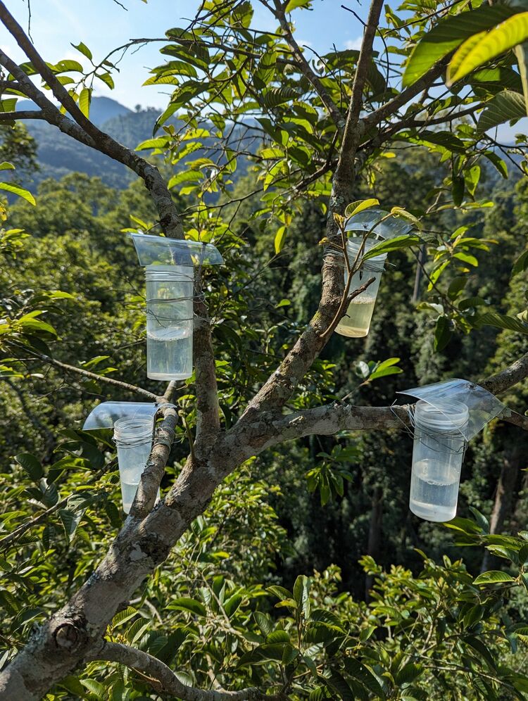 资讯有故事丨世界环境日 美国昆虫学者白睿：多样性的世界是更好的世界