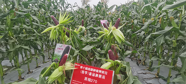 第10届成都种业博览会启幕 超5000个新优特产品亮相_fororder_黑糯玉米种子展示现场