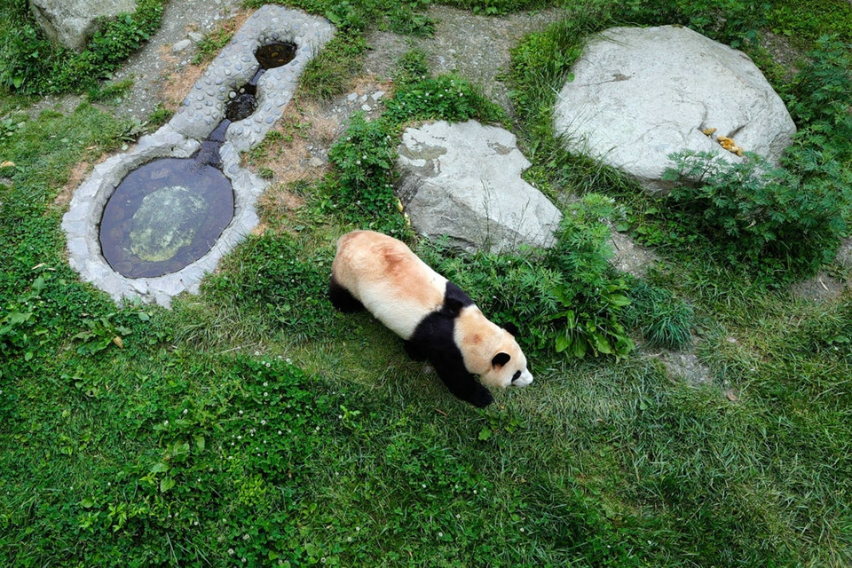 （转载）大熊猫“福宝”与公众见面