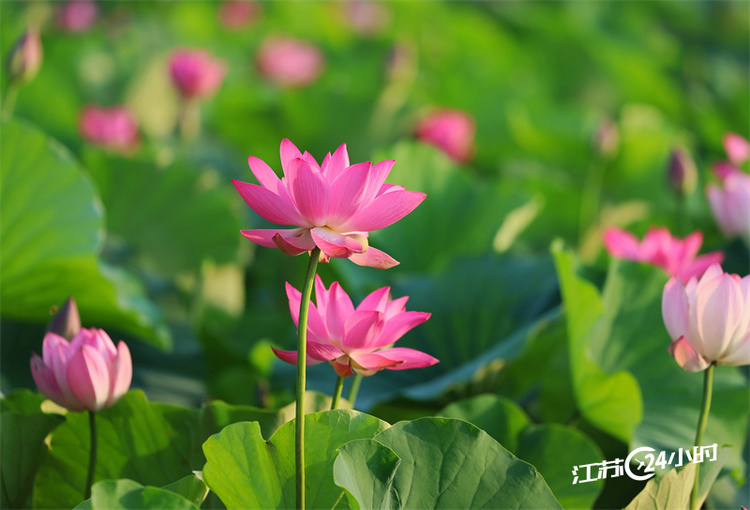 徐州：云龙湖荷花竞相绽放_fororder_hFBSTOTWYkfCdearctSkI1dC
