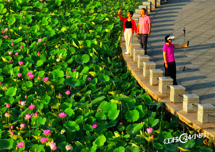 徐州：云龙湖荷花竞相绽放_fororder_e51OnDGR4BU9NqDRhRKd4M9j