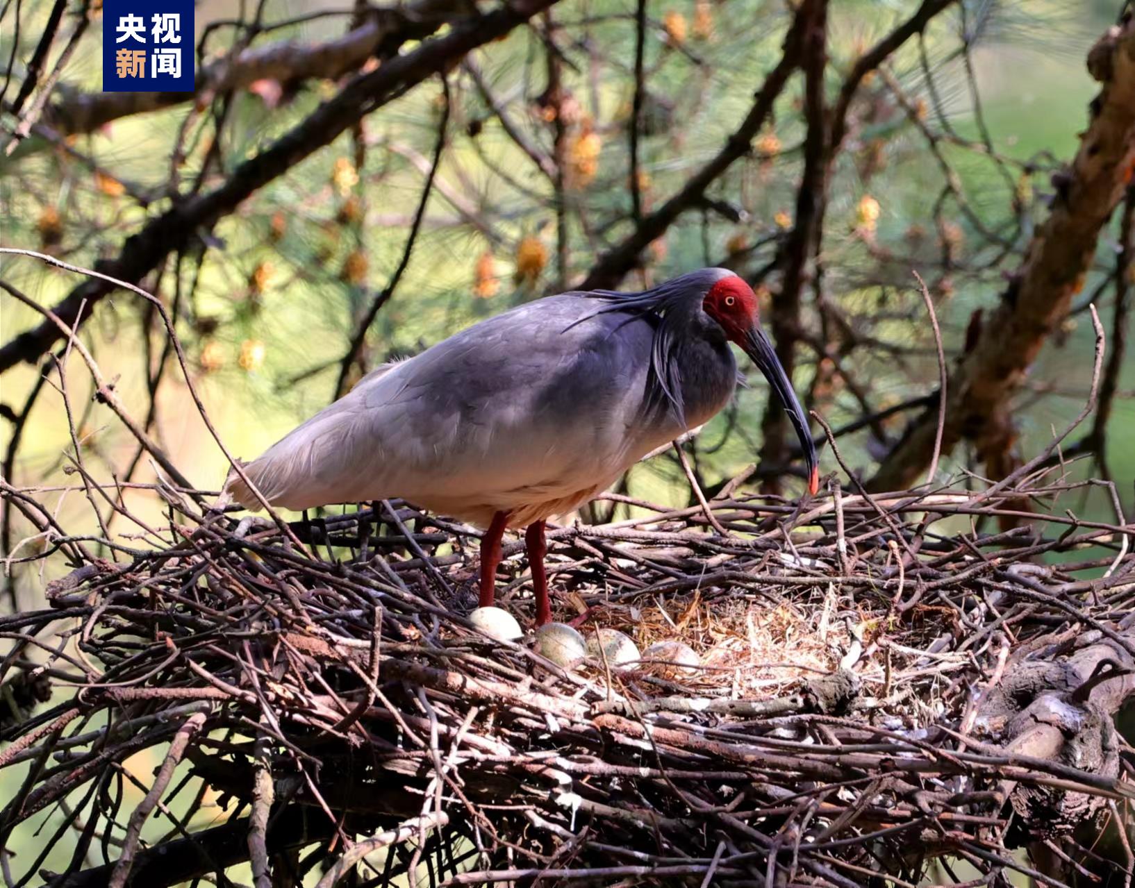 全国首个国家级朱鹮保护研究中心落地陕西