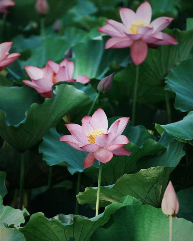 武汉经开区：荷花盛放 夏意满塘