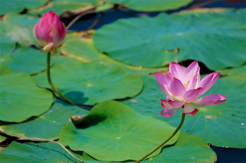 泰安东平湖：仲夏时节 荷花盛开醉游人