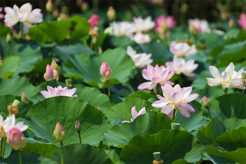 泰安东平湖：仲夏时节 荷花盛开醉游人