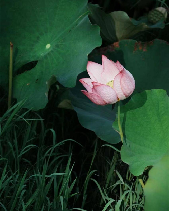 武汉经开区：荷花盛放 夏意满塘