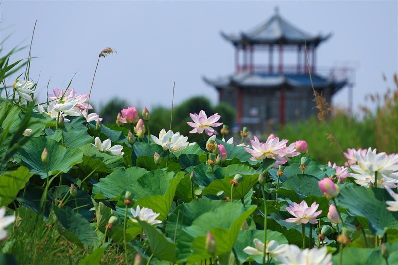 泰安东平湖：仲夏时节 荷花盛开醉游人