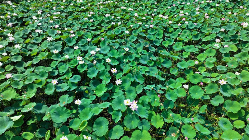 泰安东平湖：仲夏时节 荷花盛开醉游人