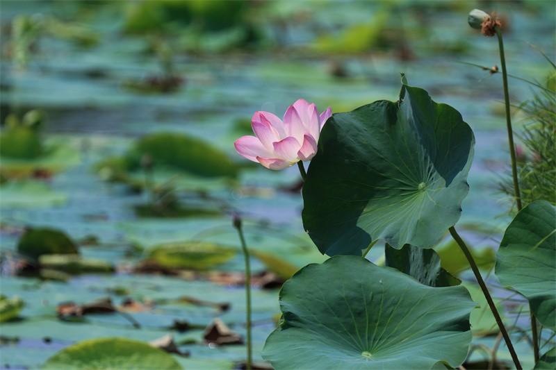 泰安东平湖：仲夏时节 荷花盛开醉游人