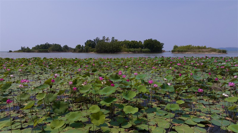 泰安东平湖：仲夏时节 荷花盛开醉游人
