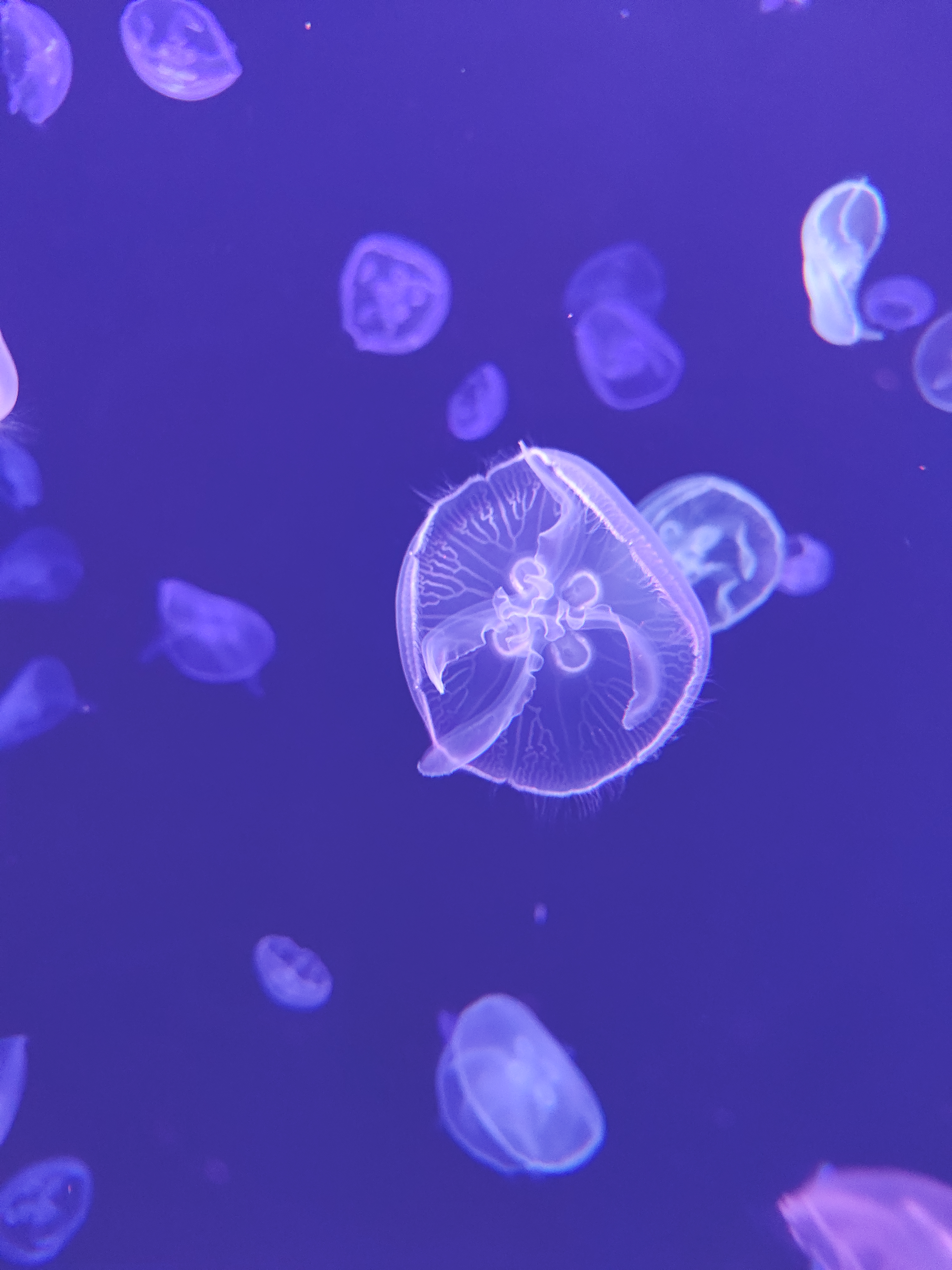 时光流转 记忆重燃 广州海洋馆焕新归来 再续海洋奇缘_fororder_108