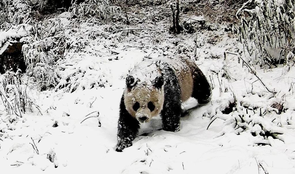 陕西长青保护区：野生大熊猫秦岭亚种的“天然庇护所”
