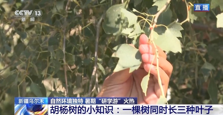 一棵树能长出三种叶子？大美新疆喊你来研学打卡