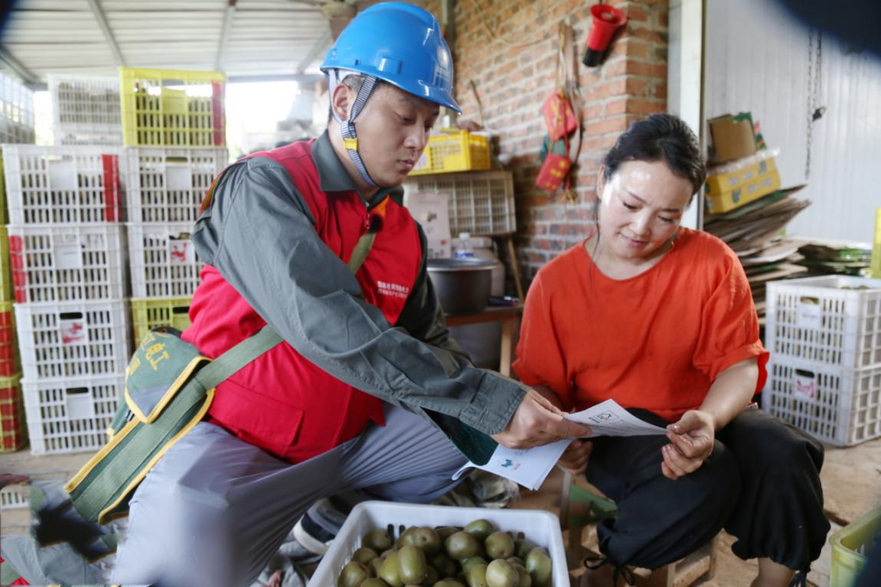 State Grid Nanyang Power Supply Company Boosts the Kiwifruit Industry_fororder_南阳2