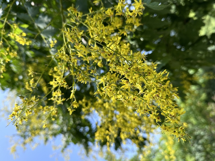 栾树花开，一起来天津梨木台看“夏花绚烂”_fororder_4